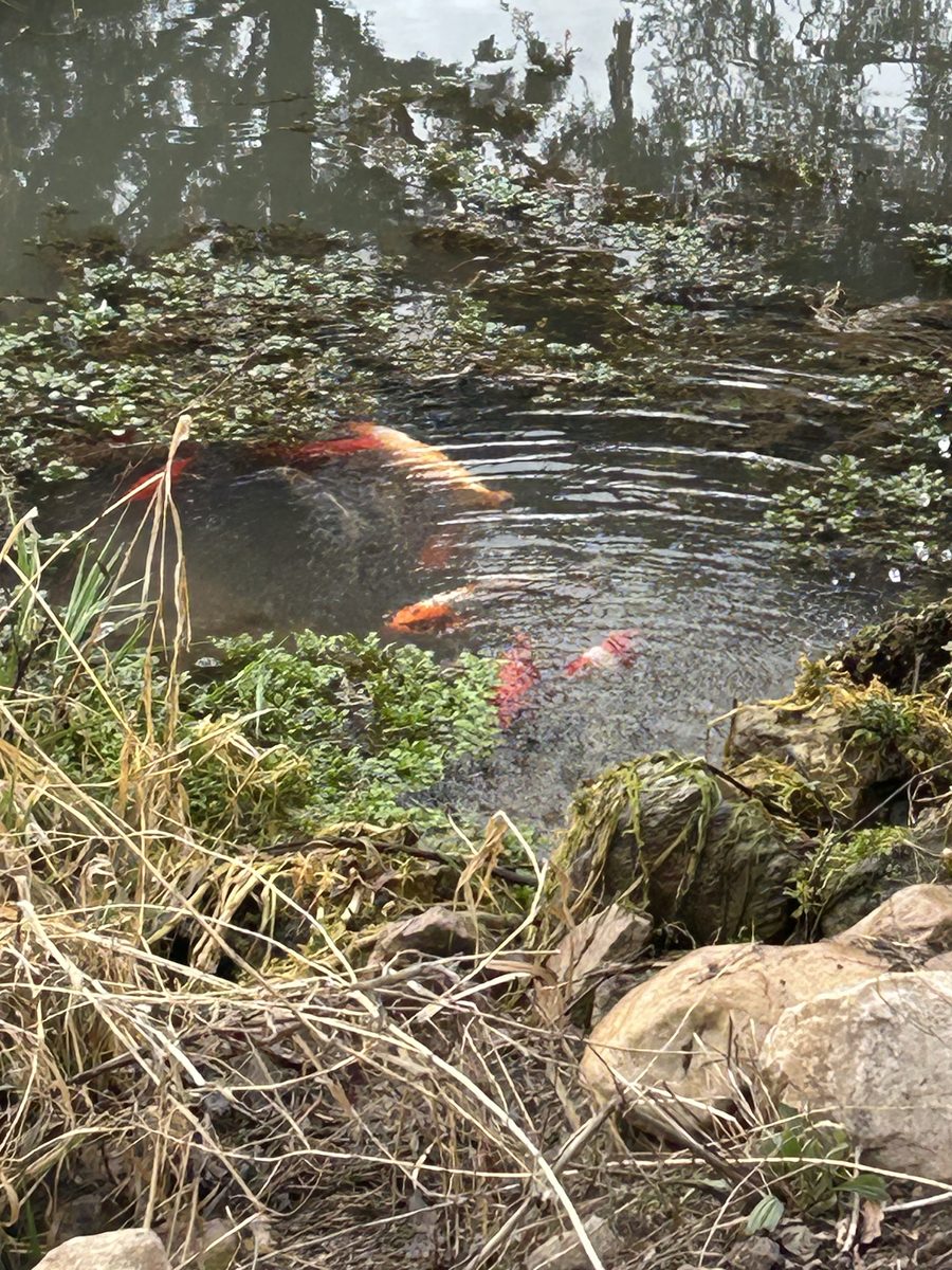 Koi fish in one of the Sunnie Springs Farm ponds