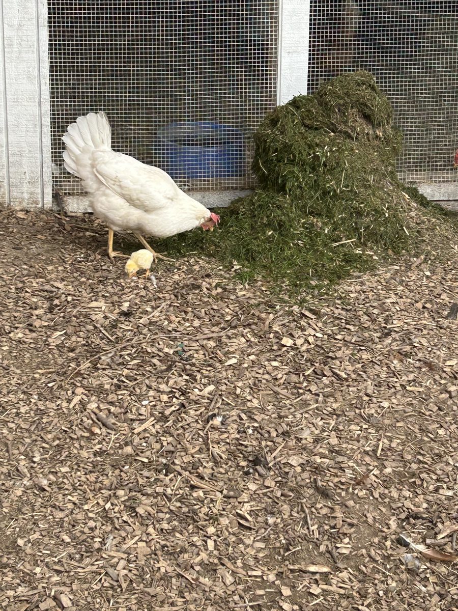 White hen and her baby chick at Sunnie Springs Farm