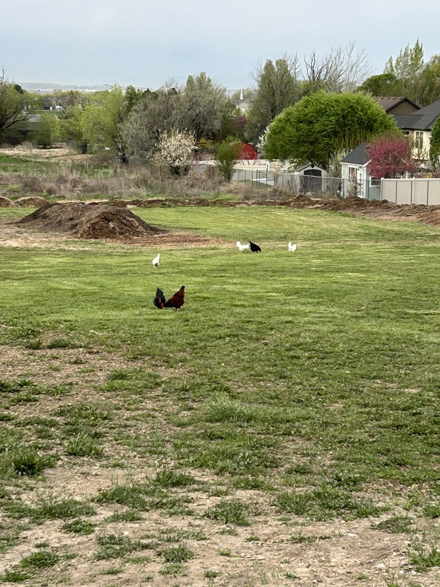 Free-range chickens roaming the Sunnie Springs Farm field