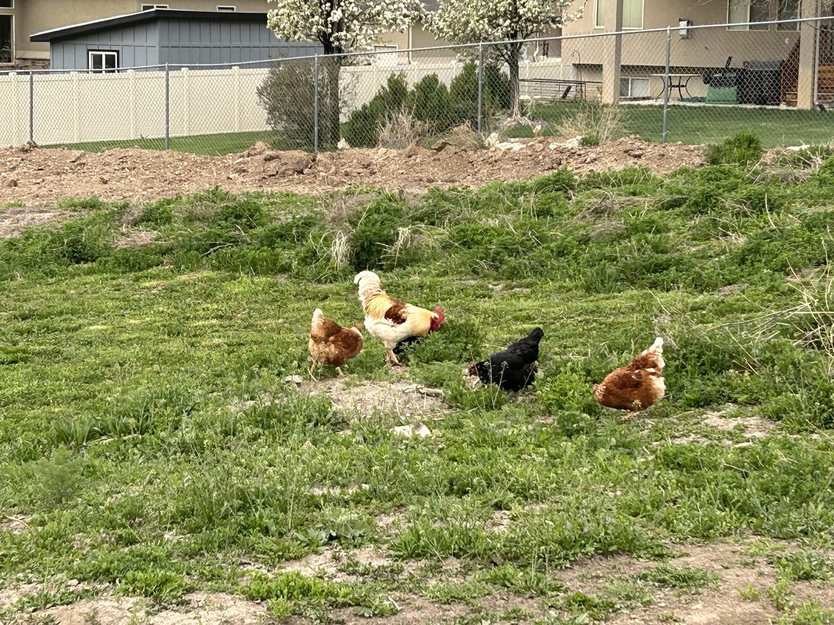 Rooster and hens foraging together in spring grass