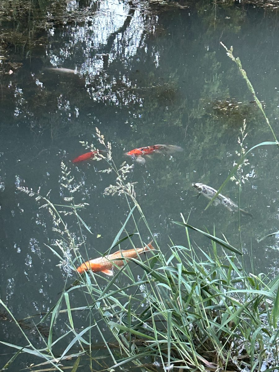 Koi fish gliding through the pond at Sunnie Springs Farm
